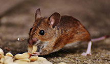 24 Hour & Emergency Exterminators in Elon, NC